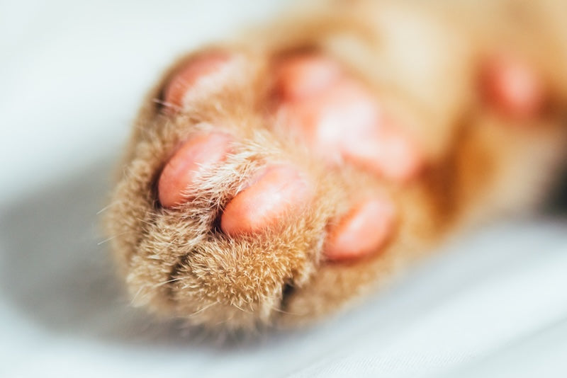 Paw, Eye & Mouth Care