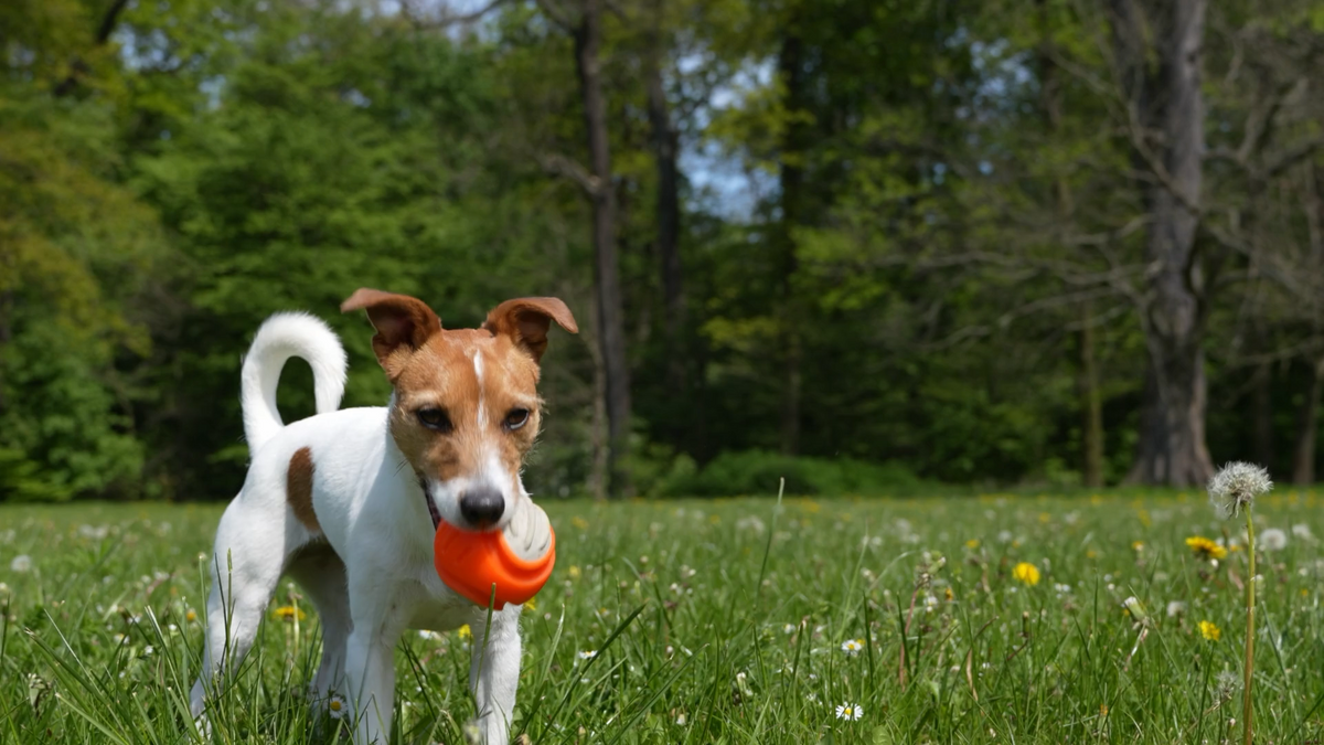 Pet Toys