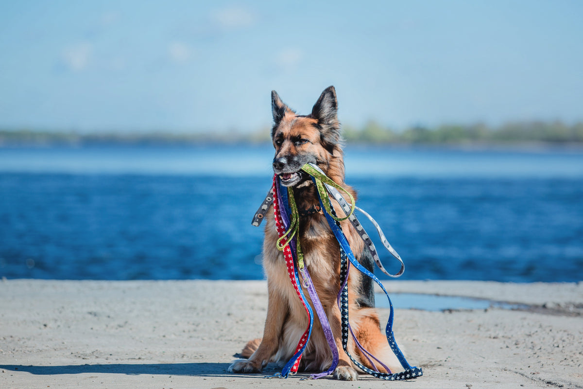 Pet leash