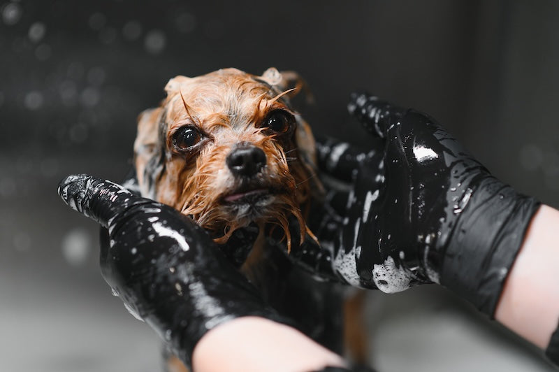 Shampoo