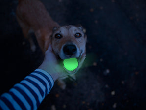 Glow Fetch and Catch