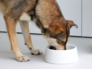 Marble food bowl | Crystal White